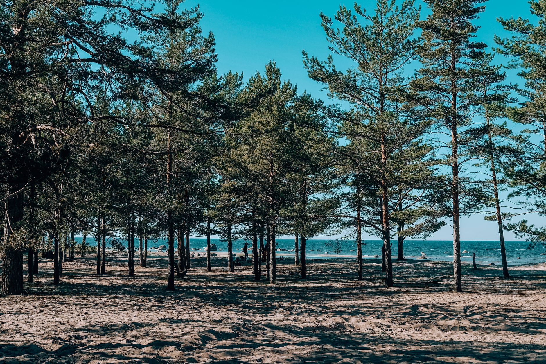 ქალბატონი ზის ურეკის მუქი ფერის ქვიშიან სანაპიროზე ფიჭვნარის ფონზე